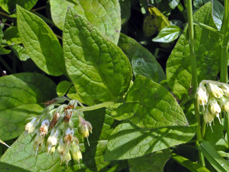 Solo dei fiori gialli ...- Symphytum bulbosum